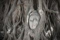 Buddha head in tree roots Royalty Free Stock Photo