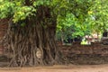 Buddha head in tree roots Royalty Free Stock Photo