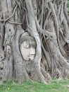 Buddha head in the tree