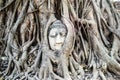 Buddha head in tree roots