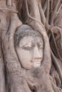 Buddha head in tree roots Royalty Free Stock Photo