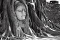 Buddha head in tree roots