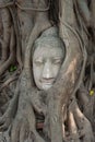 Buddha head in tree roots Royalty Free Stock Photo