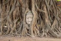 Buddha head in tree roots Royalty Free Stock Photo