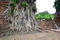 Buddha Head in Tree Roots, Wat Mahathat, Ayutthaya, Thailand Royalty Free Stock Photo