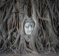 Buddha head in tree roots at Wat Mahathat, Ayutthaya, Thailand. Royalty Free Stock Photo