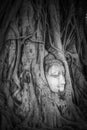 Buddha Head in Tree Roots, Wat Mahathat, Ayutthaya, Thailand Royalty Free Stock Photo