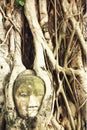 Buddha Head in Tree Roots in Wat Mahathat, Ayutthaya, Thailand.Phra Nakhon Sri Ayutthaya is the Unesco world heritage Royalty Free Stock Photo