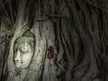 Buddha Head  in Tree roots at Wat MahaThat is famous buddhist temple and landmark of historical park Ayutthaya Thailand Royalty Free Stock Photo