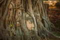 Buddha Head in Tree Roots, Wat Phra Mahathat temple, Ayutthaya, Thailand Royalty Free Stock Photo