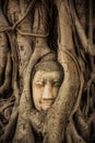 Buddha Head Tree Wat Maha That Ayutthaya. buddha statue trapped in Bodhi Tree roots. Ayutthaya historical park Royalty Free Stock Photo