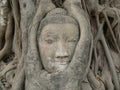 Buddha head, Wat Maha That temple, Ayutthaya, Thailand