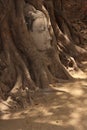 Buddha image head stuck in the tree Royalty Free Stock Photo