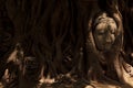 Buddha image head stuck in the tree Royalty Free Stock Photo