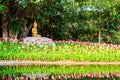 Buddha image under the bodhi tree Royalty Free Stock Photo
