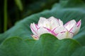 Buddha lotus flower bloom