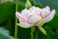 Buddha lotus flower closeup