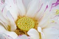 Buddha lotus flower closeup