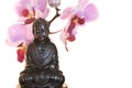 Buddha and orchid Royalty Free Stock Photo