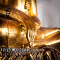 Buddha palm Royalty Free Stock Photo