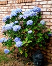 Buddha resting Under Hydrangeas