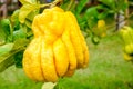 Buddha`s Hand fingered citron, A unique ripe yellow fruit that strange shape than other orange Royalty Free Stock Photo