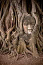 Buddha's head in banyan tree roots Royalty Free Stock Photo