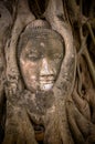 Buddha's head in banyan tree roots Royalty Free Stock Photo