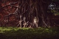 Buddha`s head covered by roots tree growing in temple ruins. Wat Mahathat, Ayutthaya Historical Park, Thailand Royalty Free Stock Photo