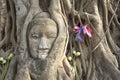 Buddha's head entangled in trees, Ayuthaya Royalty Free Stock Photo