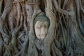 The Buddha`s head is ingrown into the roots of the tree. Symbol of the city of Ayutthaya, Thailand Royalty Free Stock Photo
