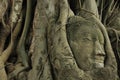 Buddha's head inside the root tree at Ayutthaya 2