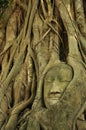 Buddha's head inside the root tree at Ayutthaya 3