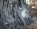 Buddha`s head trapped among the roots of a Bodhi tree. Big head made of white stone, profile picture, serene face. Archeological