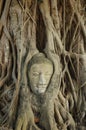 Buddha's head in tree Royalty Free Stock Photo