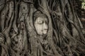 Buddha`s head in a tree, Ayutthaya