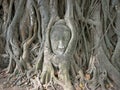 Buddha`s head in tree roots in Ayutthaya as a world heritage site, Thailand Royalty Free Stock Photo