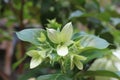 Buddha`s-lamp  gorgeous natural flower Royalty Free Stock Photo