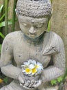 Buddha\'s Serenity: Cement Statue with Fresh Plumeria Flowers