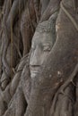 Buddha sculpture of head in bodhi tree of roots