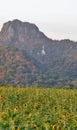 Sunflower field valley and big white Buddha Sculpture in the hill Royalty Free Stock Photo