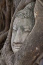 Buddha statue of head in bodhi tree of roots