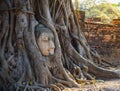 Buddha statue head in the root of tree. Royalty Free Stock Photo