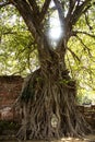 Buddha statue Head in Tree2 Royalty Free Stock Photo