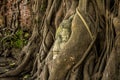 Buddha statue Head in Tree3 Royalty Free Stock Photo