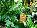 Buddha statue inside plants Royalty Free Stock Photo