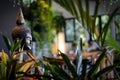 Buddha statue in interior garden at tropical bar in thailand Royalty Free Stock Photo