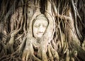 Buddha statue in the roots of tree