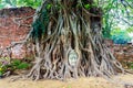 Buddha statue in the roots of tree at Thailand