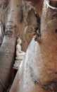 Buddha Statuebuddha tree roottree